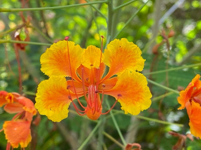 Orange Flower Belize