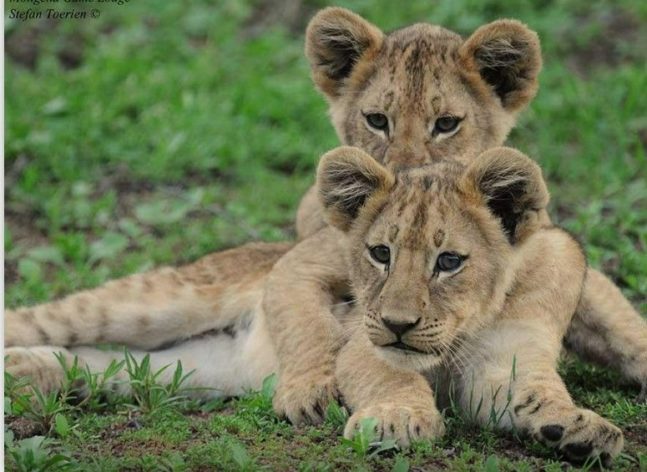 Two little lion cubs sitting curled together in the bush