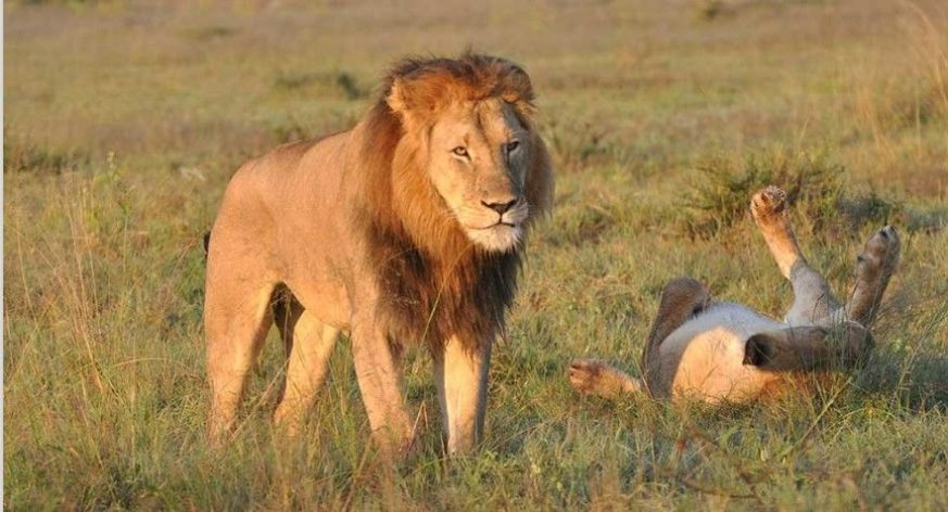 A large majestic lion stand besides a lioness rolling on the bush