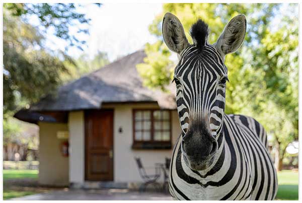 A zebra stands in front of a hut